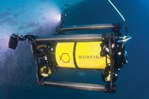 Boxfish 2.jpg