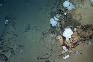 aurora-seamount.jpg
